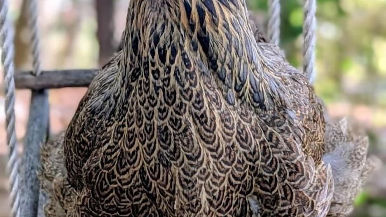 Photo of Others in Speracedes