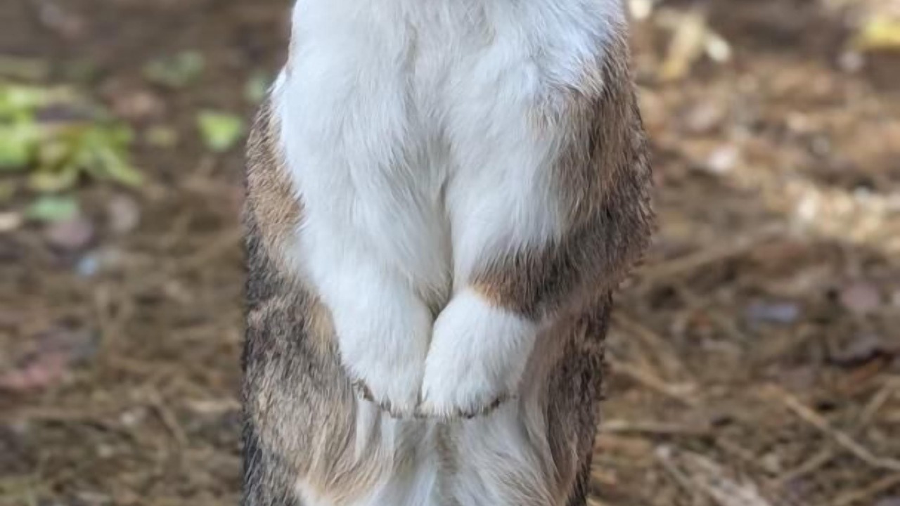 Photo of Others in Speracedes