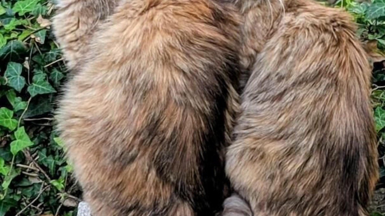 Photo of Outdoor in Speracedes