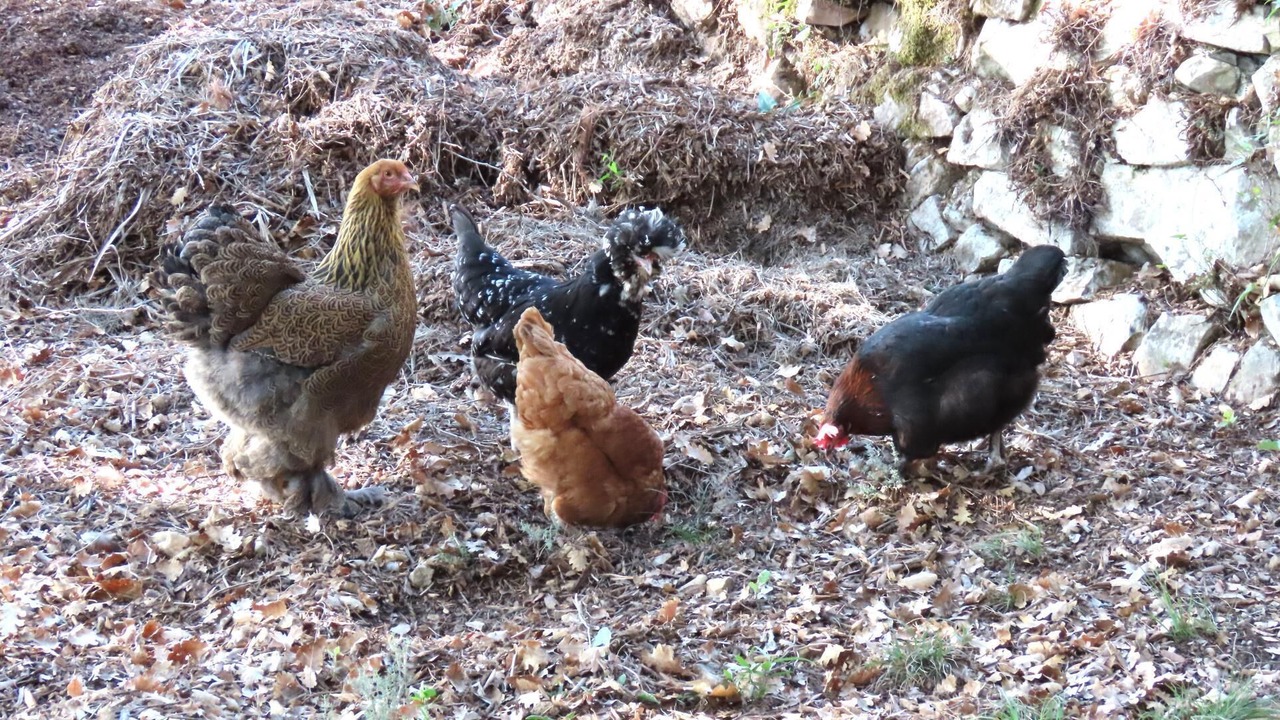 Photo of Others in Speracedes