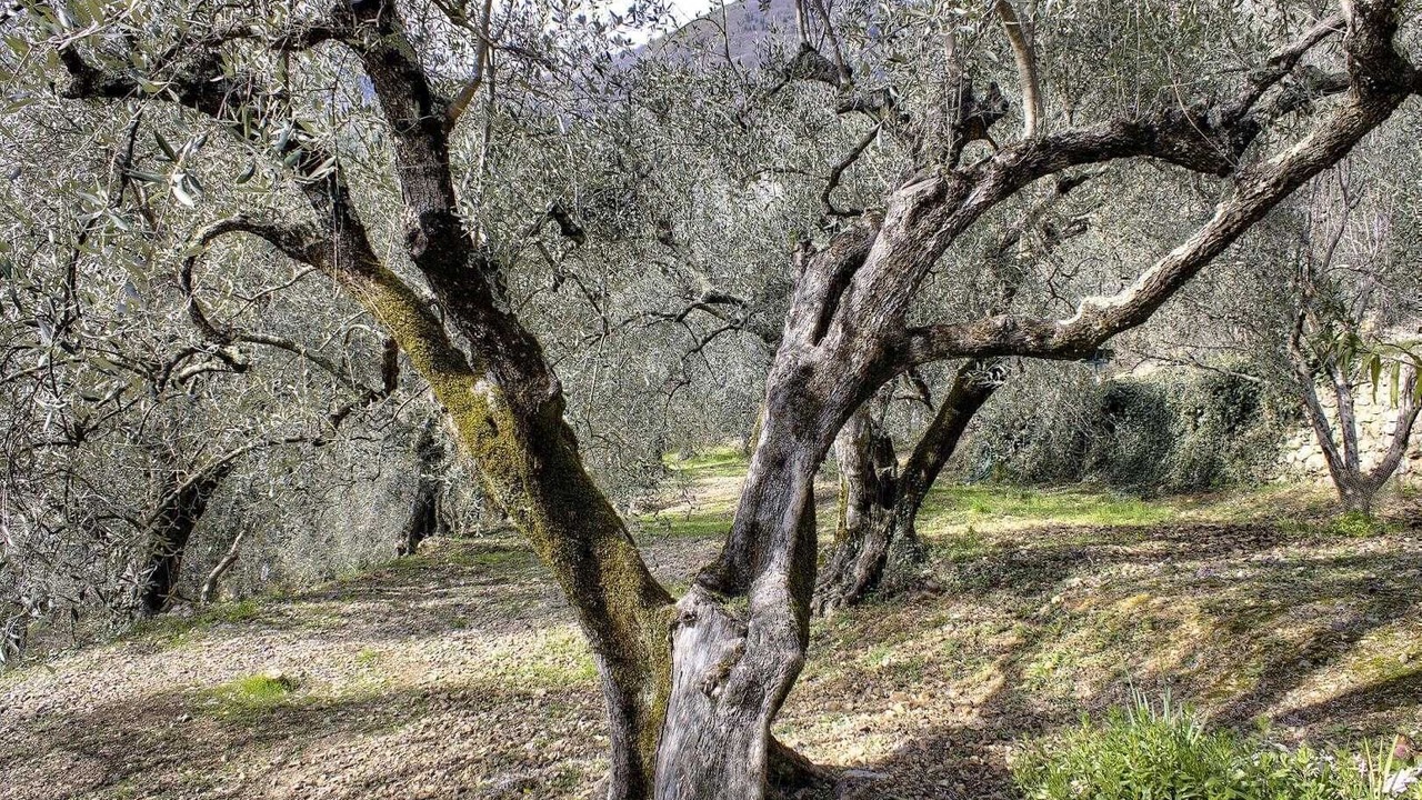 Photo of Others in Breil-sur-Roya
