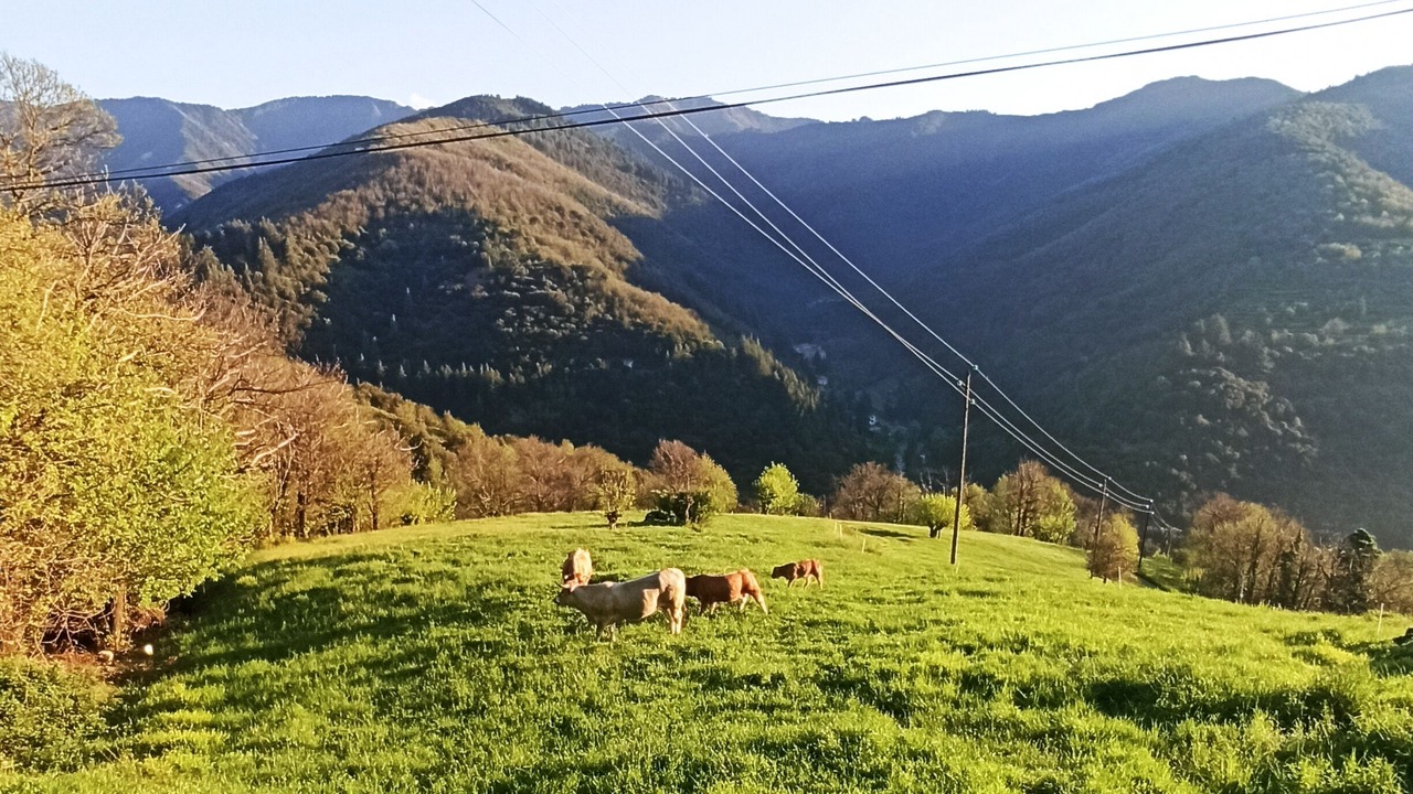 Photo of Others in Valleraugue