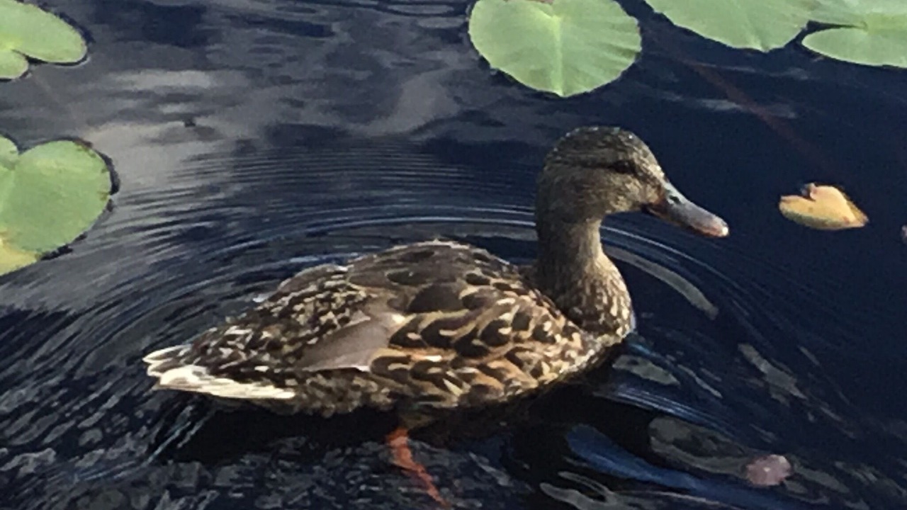 Photo of Others in Ste-Lucie-des-Laurentides