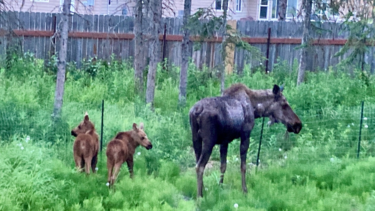 Photo of Others in Kenai