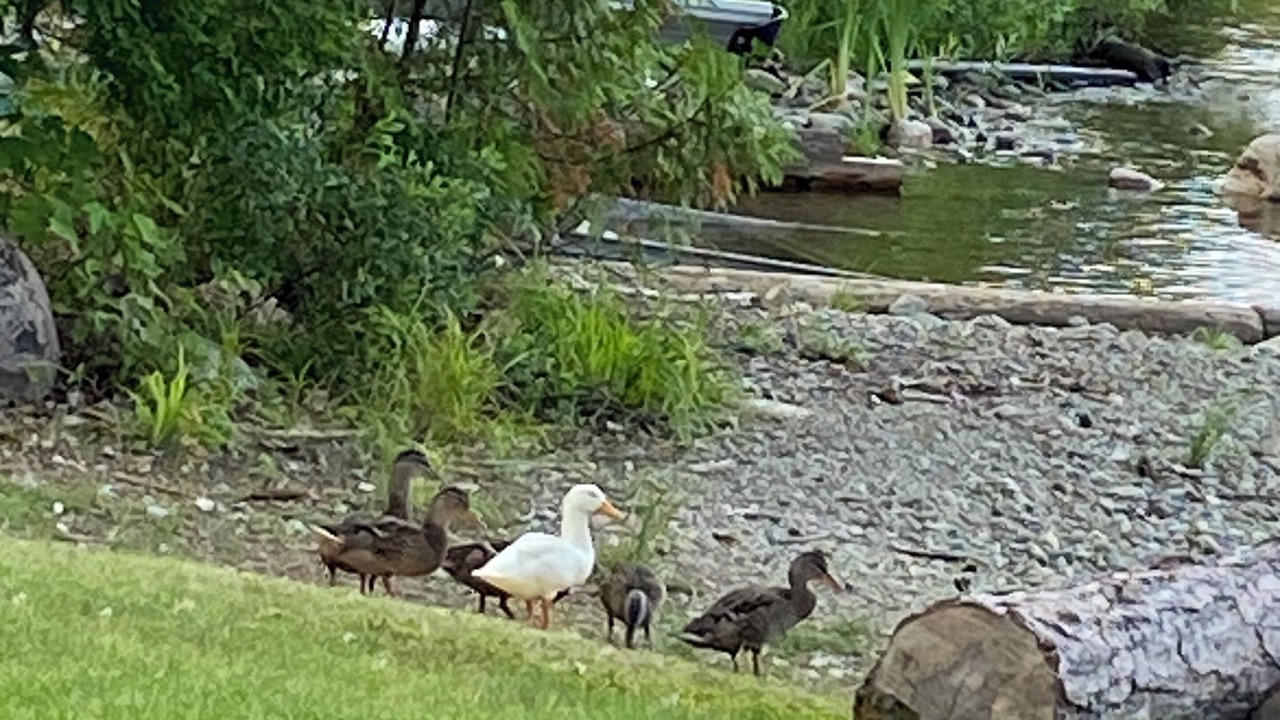 Photo of Others in Sheguiandah