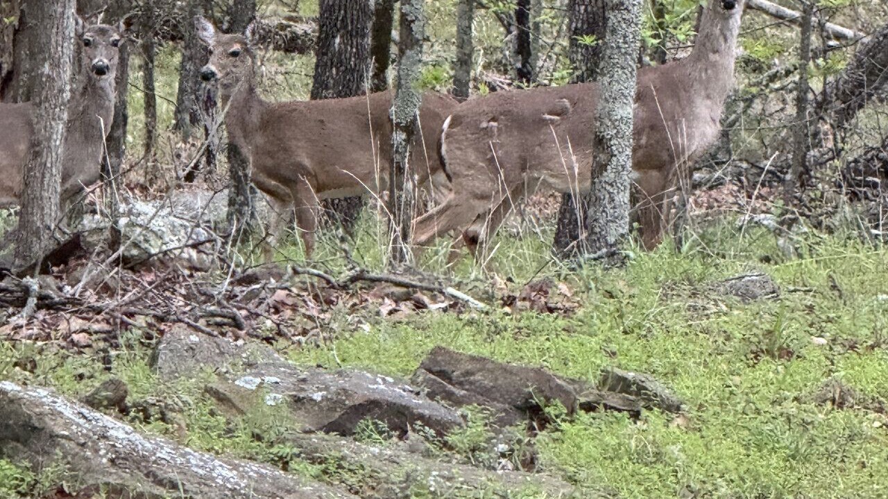 Photo of Others in Cookson