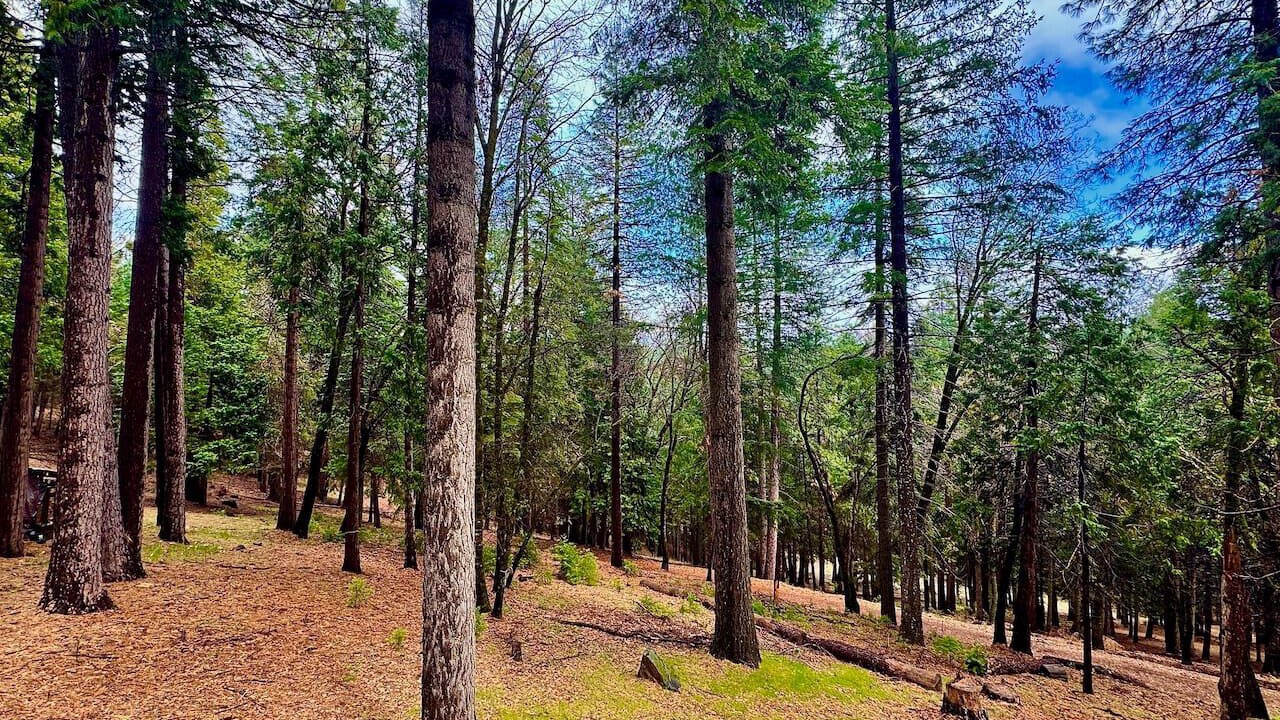 Photo of Others in Pollock Pines
