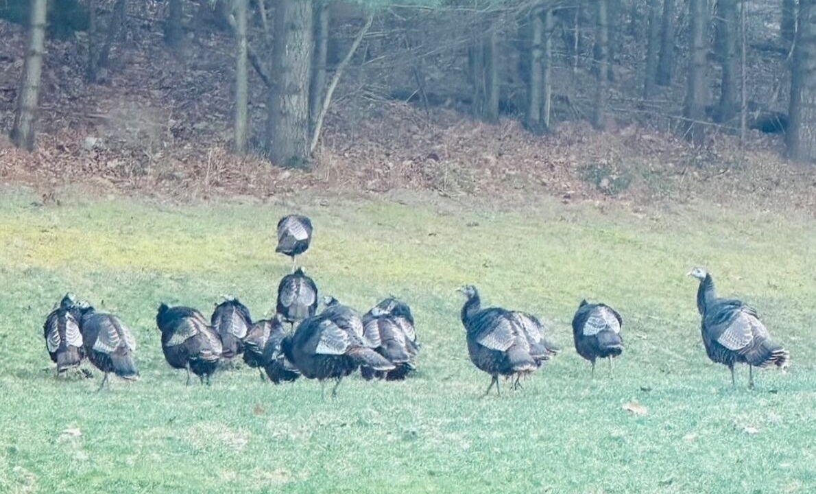 Photo of Others in Boalsburg