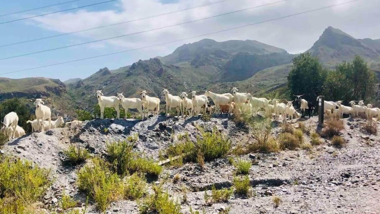 Photo of Others in Pedreguer