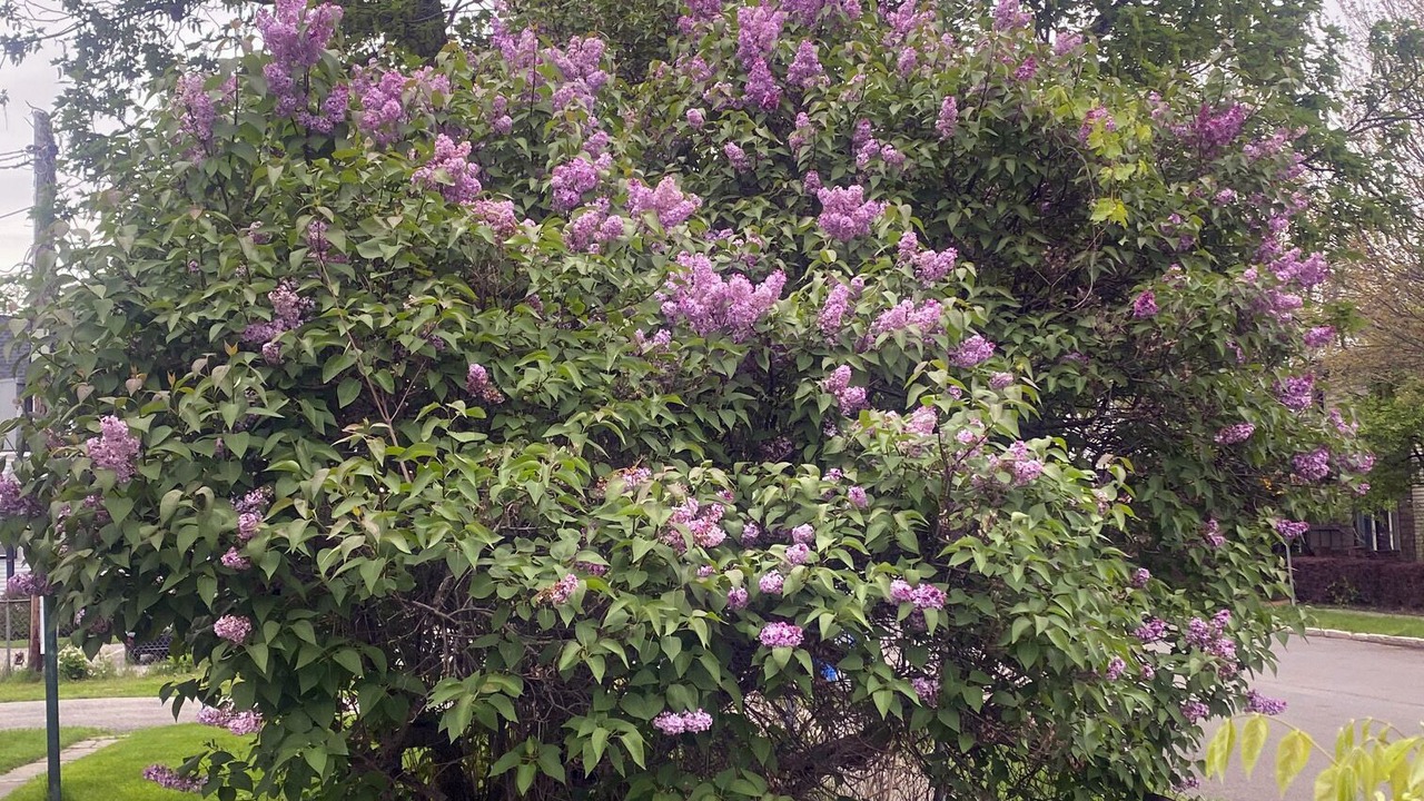 Photo of Outdoor in Corn Hill