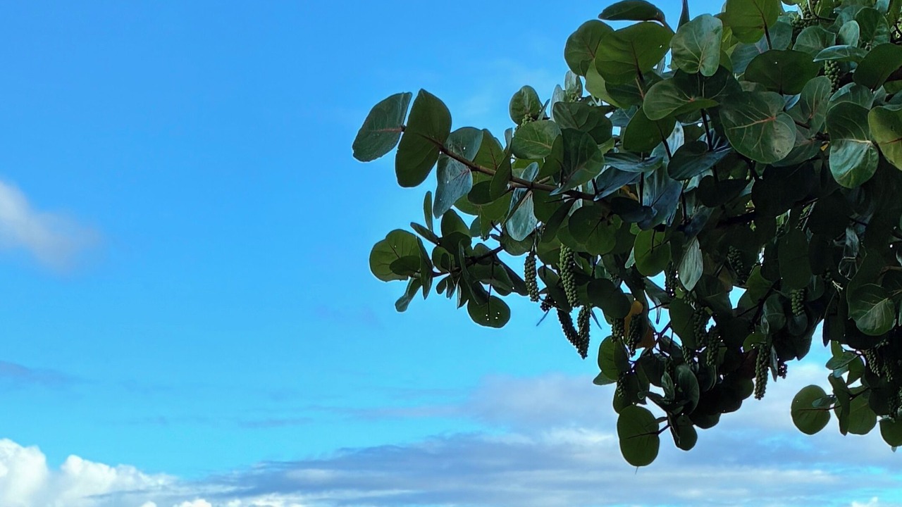 Photo of Others in Pupukea