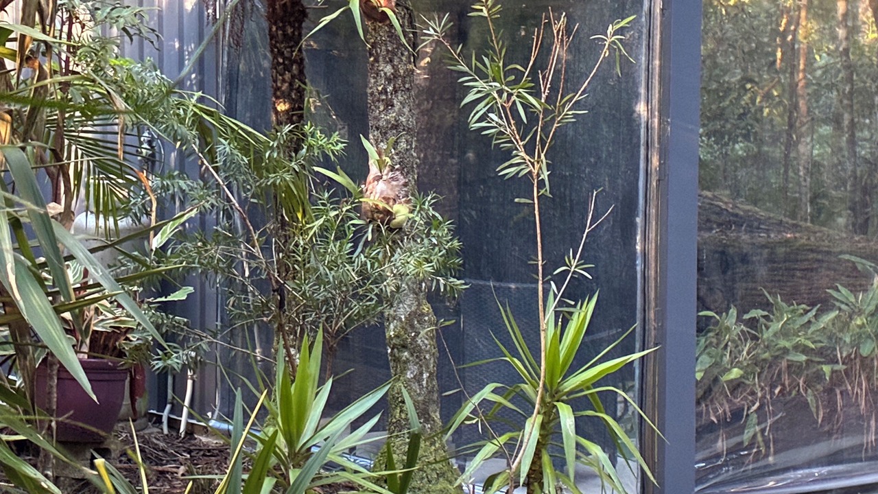 Photo of Outdoor in Springbrook