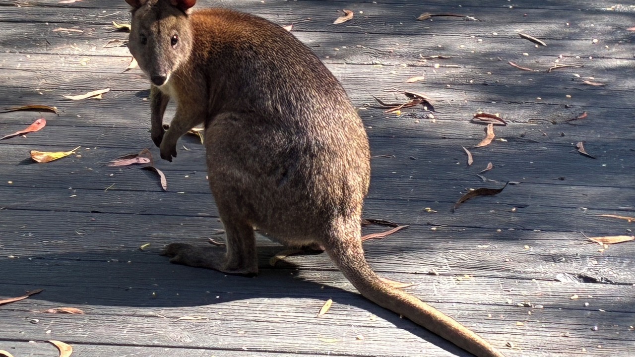 Photo of Others in Springbrook