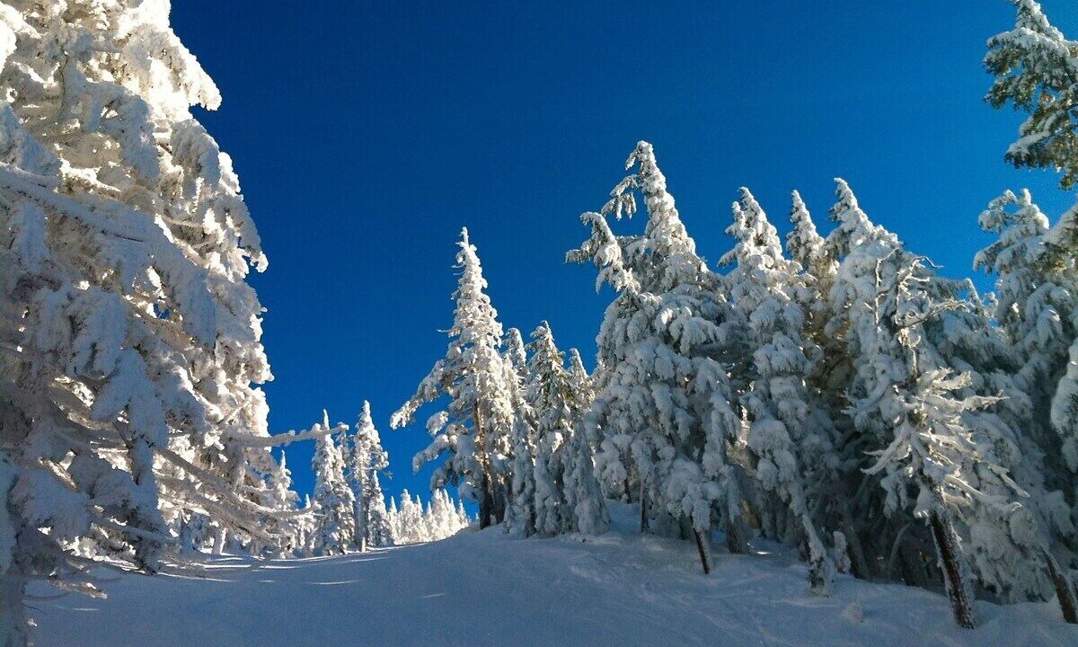 Photo of Others in Larkspur
