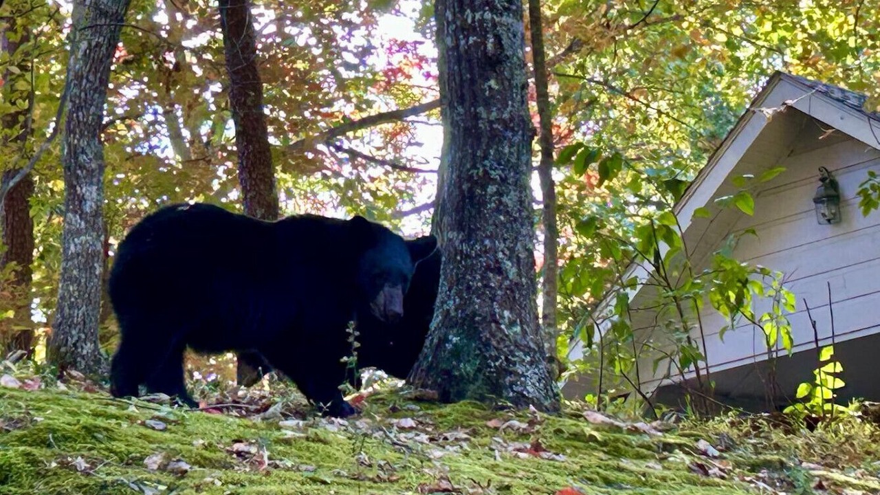 Photo of Others in Pittman Center