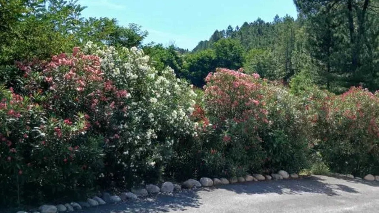 Photo of Others in Mercuer