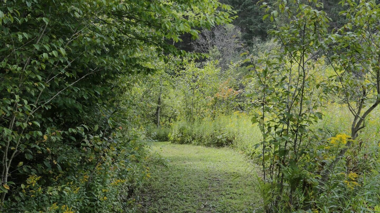 Photo of Outdoor in Angelica