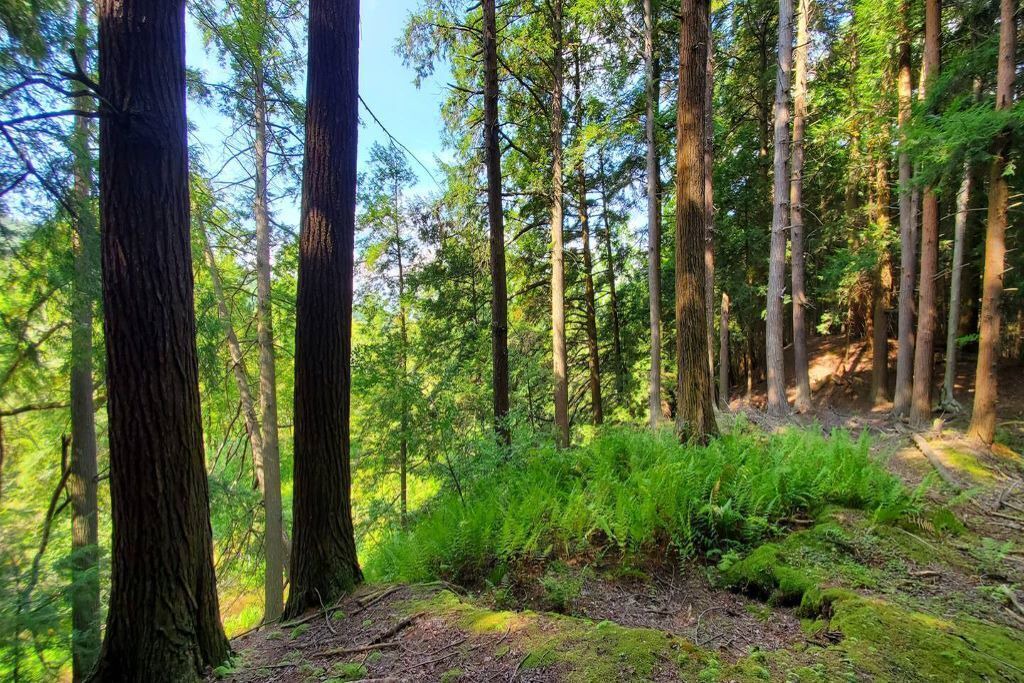 Photo of Others in Angelica