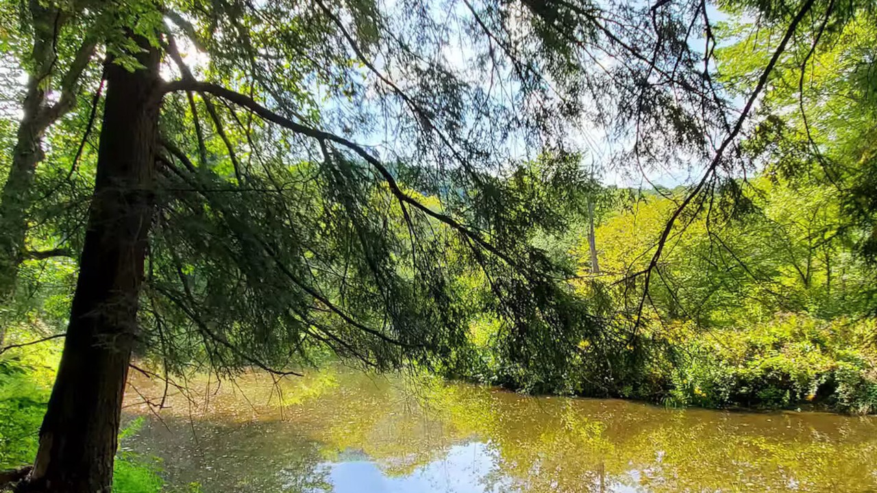 Photo of Others in Angelica