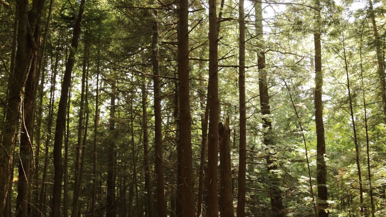 Photo of Others in Angelica