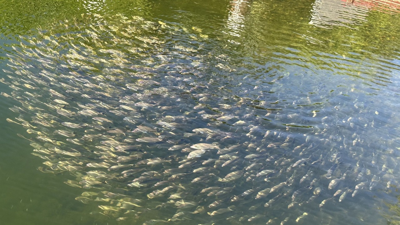 Photo of Others in Islamorada