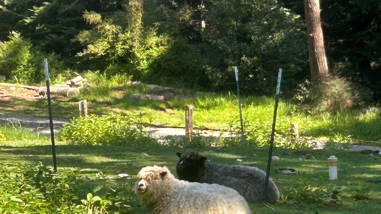 Photo of Others in Eastsound