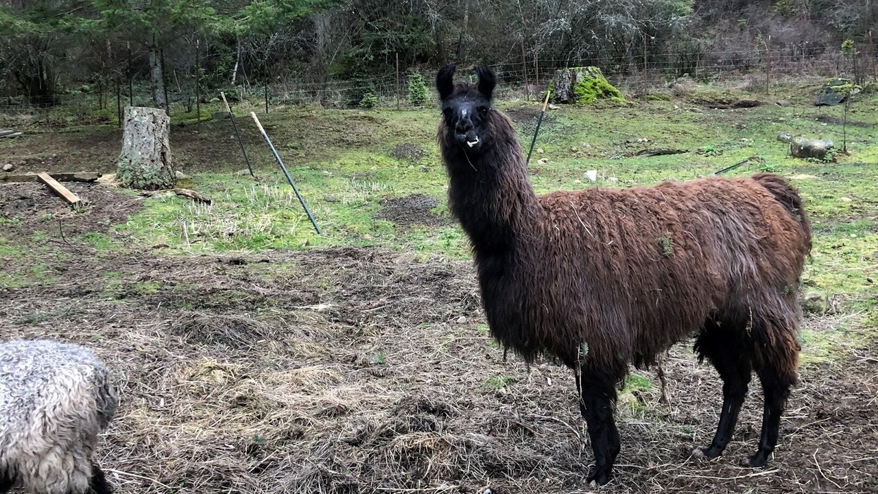 Photo of Others in Eastsound