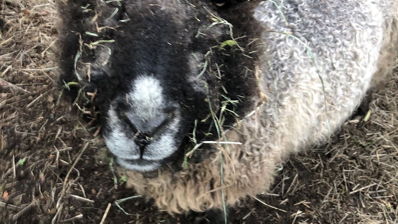 Photo of Others in Eastsound