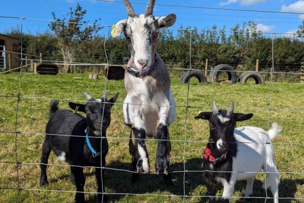 Photo of Others in Liskeard