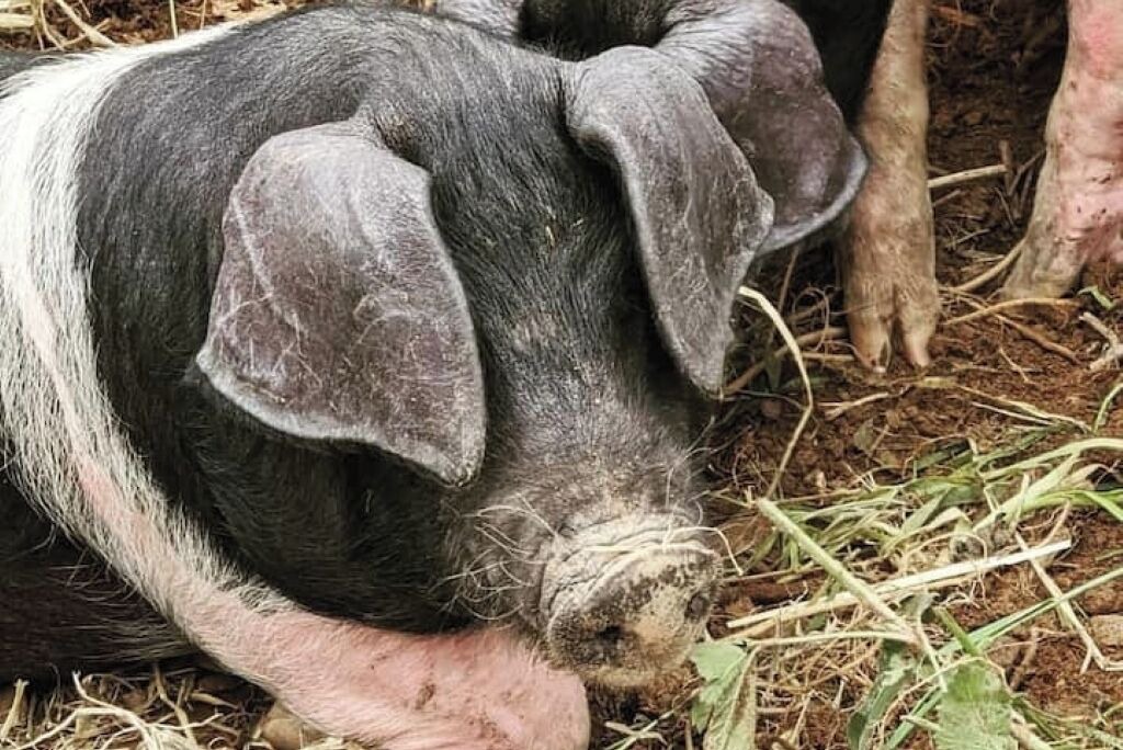 Photo of Others in Liskeard