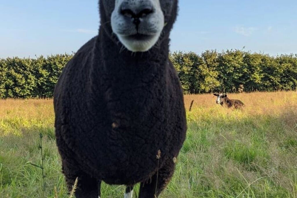 Photo of Others in Liskeard