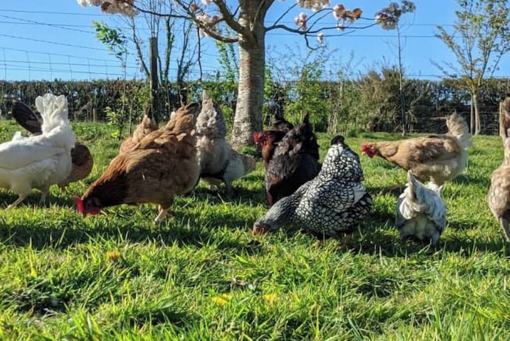 Photo of Others in Liskeard