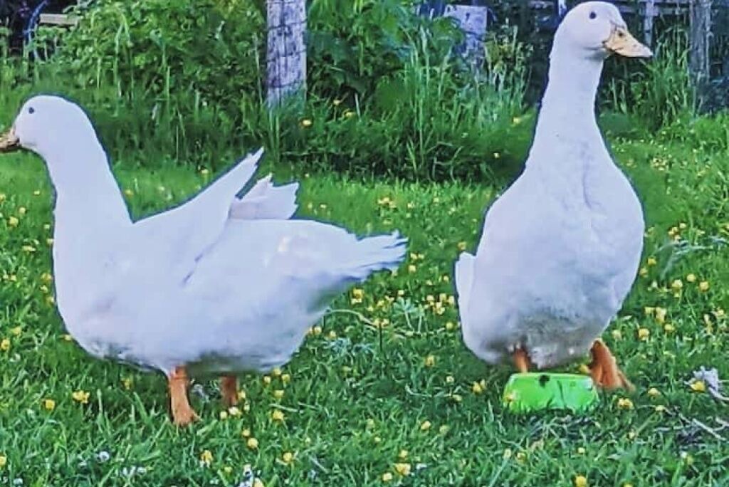 Photo of Others in Liskeard