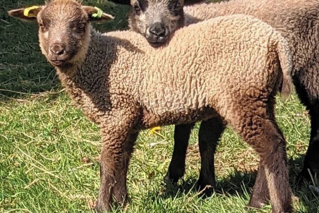 Photo of Others in Liskeard