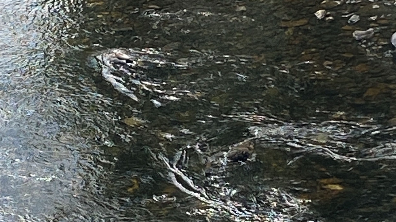 Photo of Others in Bont Newydd