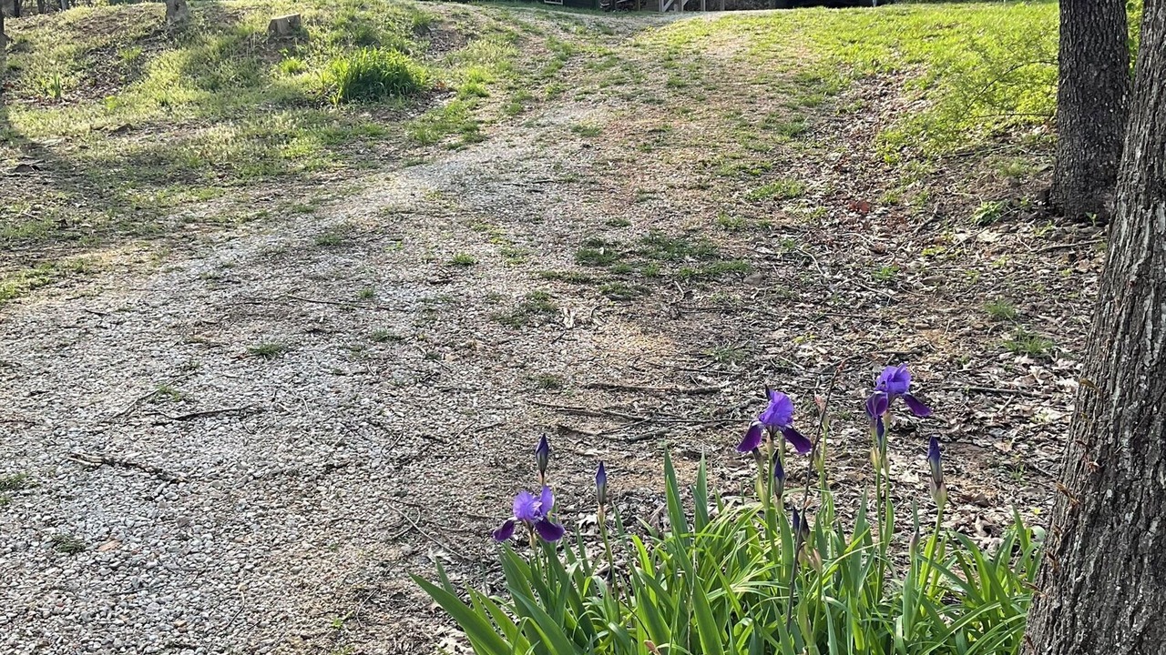 Photo of Outdoor in Deer