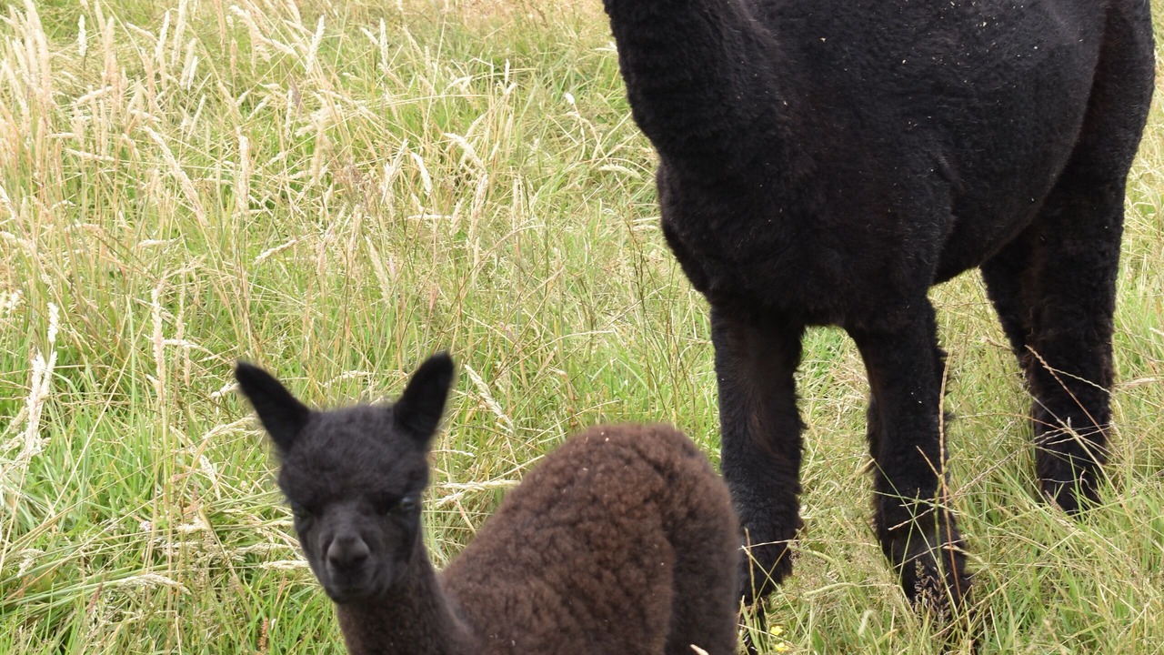Photo of Others in Kaiwaka