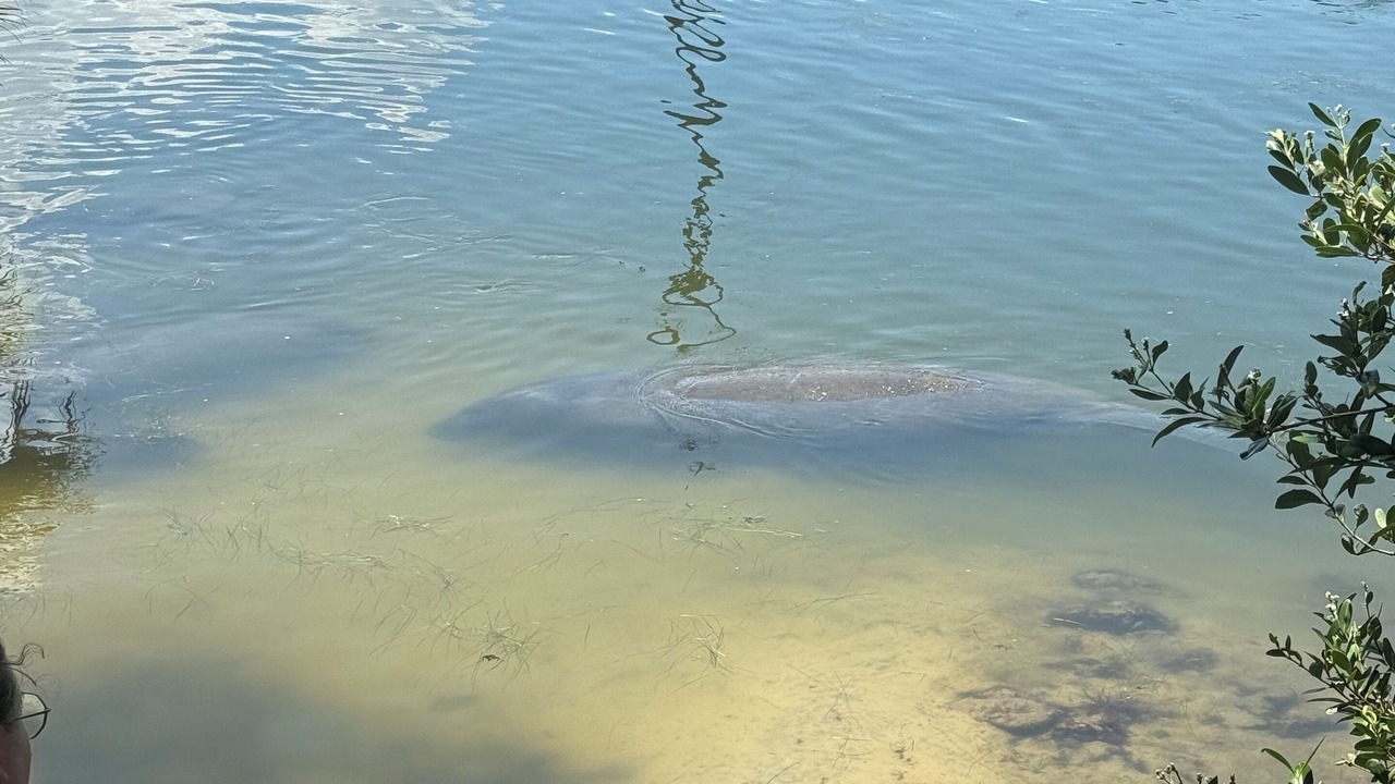 Photo of Others in Elizabeth Mcbrides Raulersons