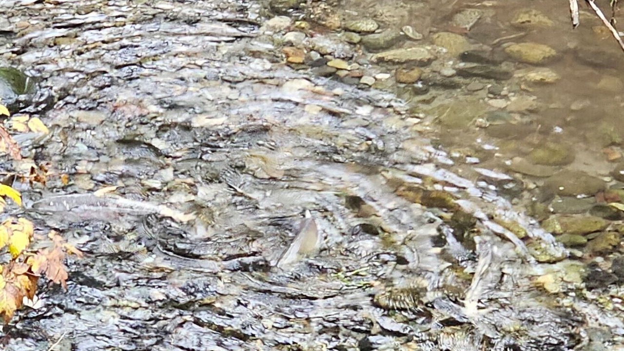Photo of Others in Marblemount