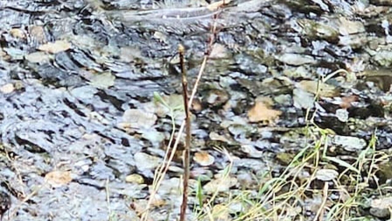 Photo of Others in Marblemount