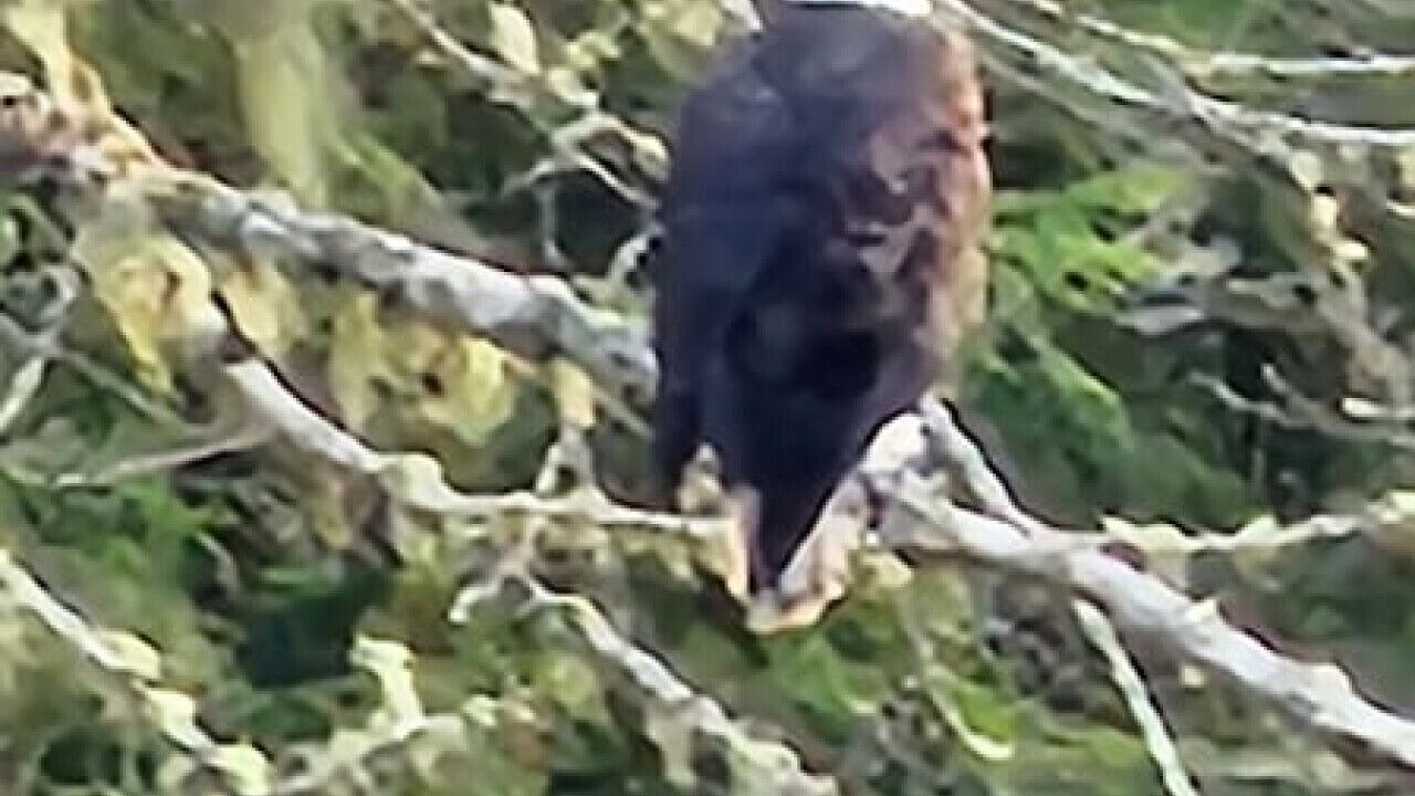 Photo of Others in Marblemount