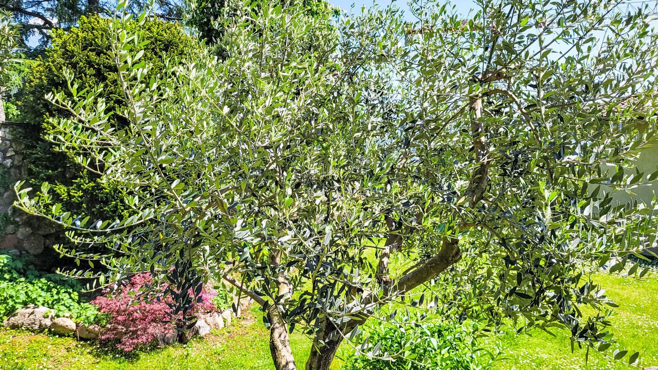 Photo of Others in Besazio