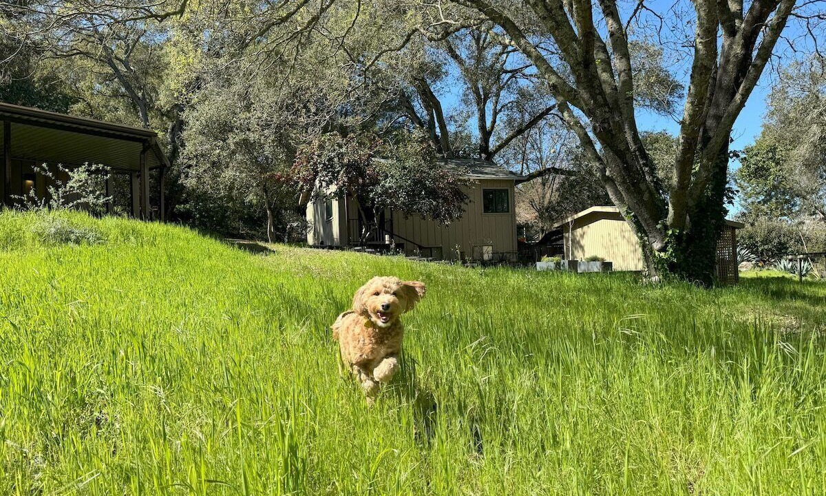Photo of Others in Bennett Valley