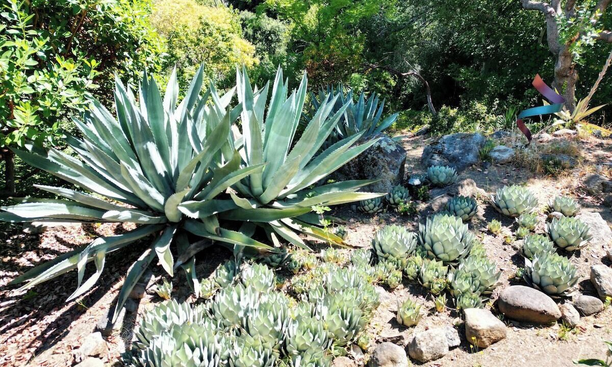 Photo of Outdoor in Bennett Valley