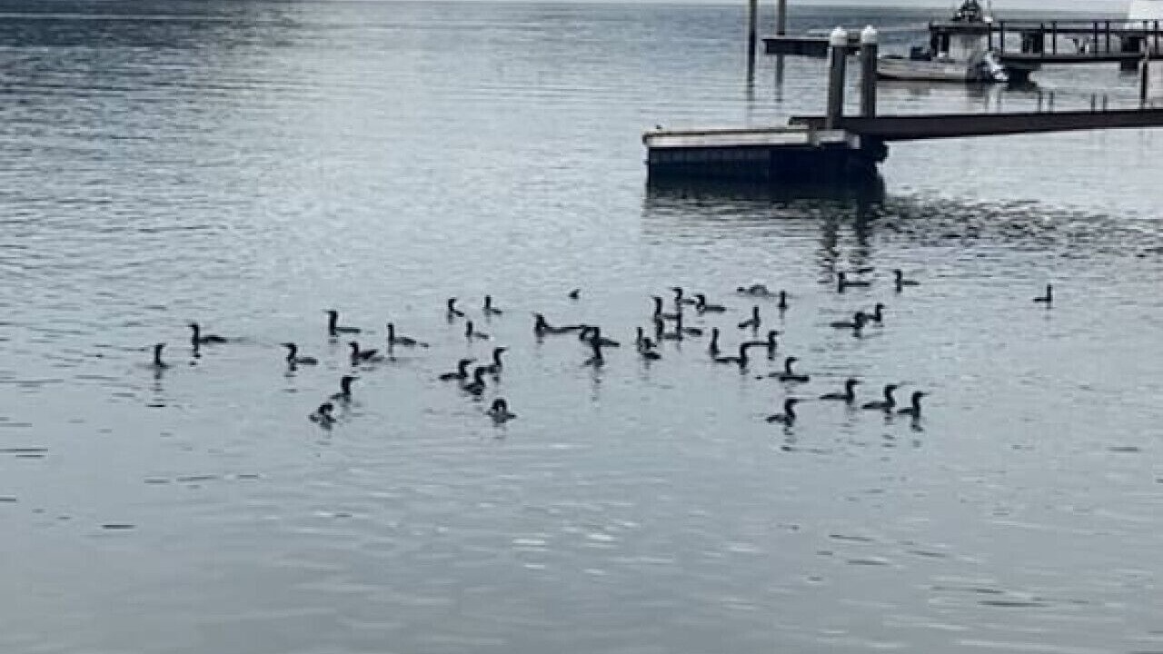 Photo of Others in Sydney