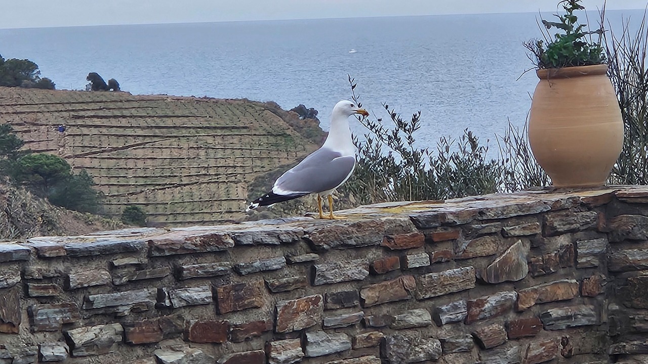 Photo of Others in Banyuls-sur-Mer