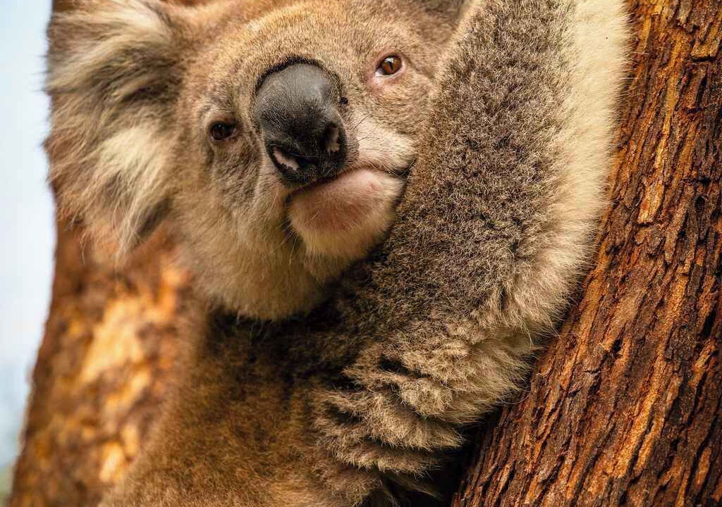 Photo of Others in Bolwarra