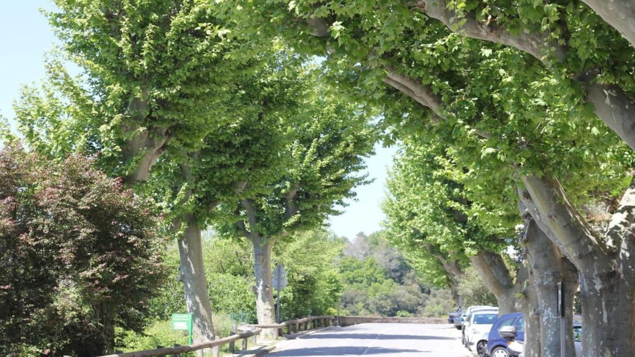 Photo of Others in La Garde-Freinet