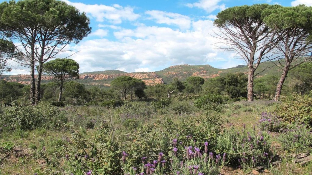 Photo of Others in La Garde-Freinet