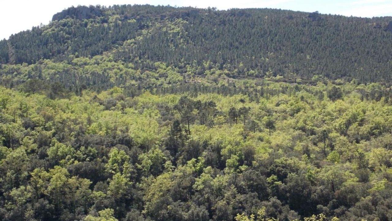 Photo of Others in La Garde-Freinet